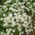 White Upland Aster flowers in full bloom, vibrant and lush.
