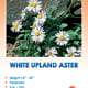 White Upland Aster