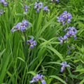Iris wild blue flowers in lush green foliage, native to North America.