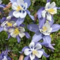 A beautiful cluster of Blue Columbine flowers.