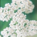White Yarrow flower cluster for herbal and garden use.