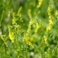 Yellow blossom clover (Melilotus officinalis) in bloom, showcasing vibrant yellow flowers.