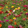 Colorful Zinnia elegans ‘California Giants Mix’ blooms in a lush garden setting.