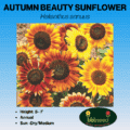 autumn beauty sunflower