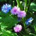 Bright blue and pink bachelor button flowers in a garden setting.