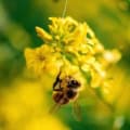 Aurinia saxatilis, also known as Basket-of-Gold, with a bee pollinating yellow flowers.