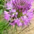 beeplant