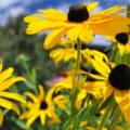 Bright Yellow Black-Eyed Susan with dark center.