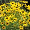 Bright yellow Black-Eyed Susan flowers with dark centers, Rudbeckia hirta, thriving in garden beds.