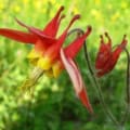 Eastern Columbine flower with vibrant red and yellow petals.