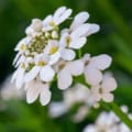White Candytuft flower close-up for garden planting.