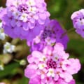 Vibrant purple and pink Candytuft flowers from Iberis umbellata, perfect for garden borders and attr.