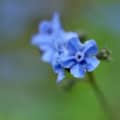 Blue Forget-Me-Not flower, Cynoglossum amabile, blooming in a garden setting.