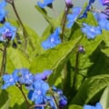 Blue Chinese Forget-Me-Not flowers in bloom.