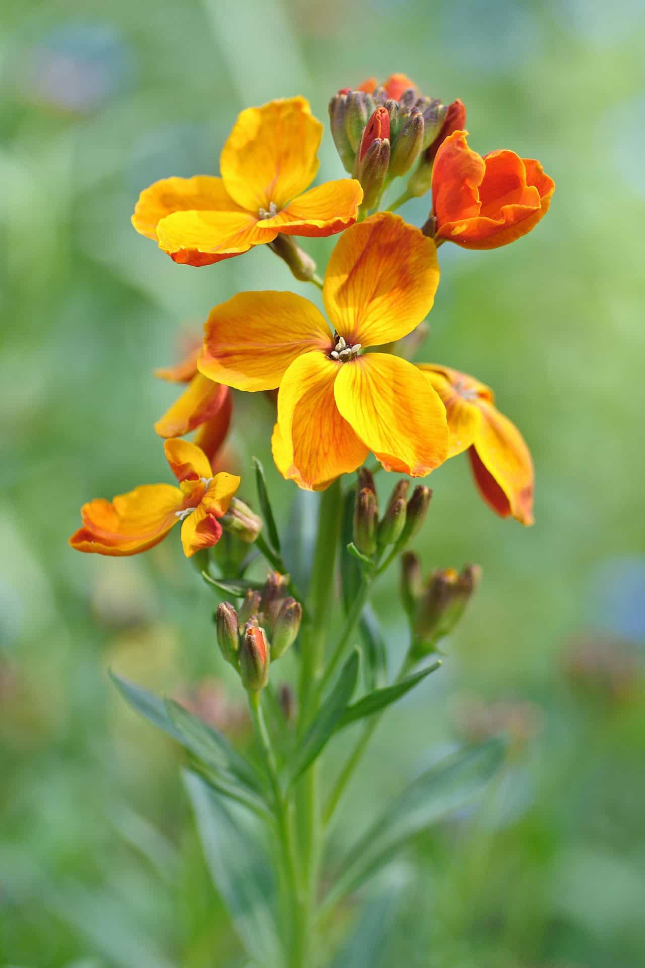 Wallflower, Siberian – Cheiranthus allionii | BBB Seed