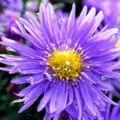 Aster, Tansy flower close-up with purple petals and yellow center.
