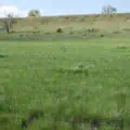 Native grass seed for Colorado landscapes and lawns.