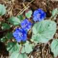 Bluebells desert flower with vibrant blue bell-shaped blooms and green leaves.
