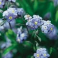 Forget-Me-Not flowers in full bloom, showcasing vibrant blue petals with yellow centers.