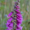 Digitalis purpurea flower close-up, vibrant purple foxglove plant in natural habitat.