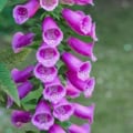 Digitalis purpurea flower close-up, showcasing vibrant purple bell-shaped blooms.