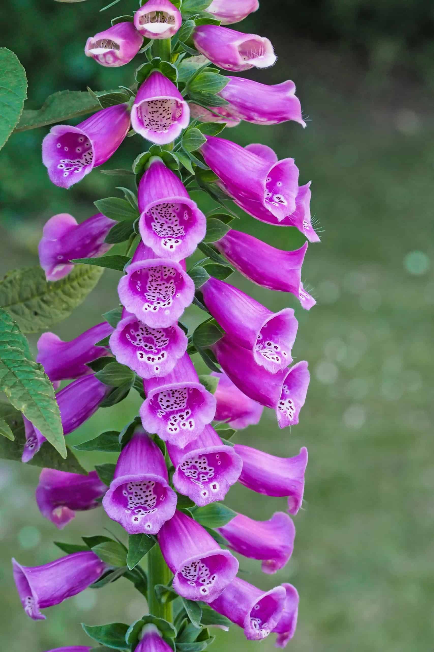 Foxglove  Digitalis purpurea | BBB Seed