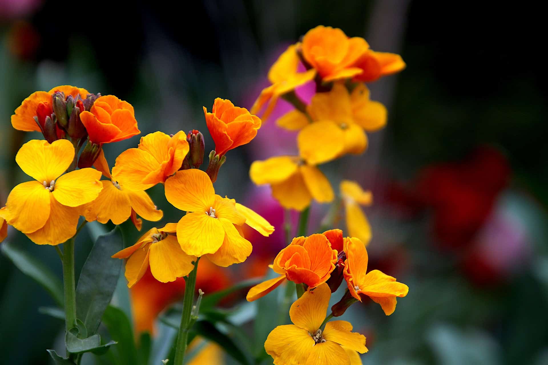 Siberian Wallflower | Wildflower Seeds | BBB Seeds