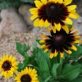 Bright yellow and dark brown Rudbeckia hirta flowers in full bloom.