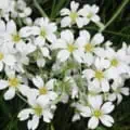 Baby's Breath annual flowers, Gypsophila elegans, with delicate white blooms and lush green foliage.