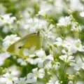Baby's Breath flower with a butterfly on white blooms.
