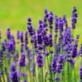 Lavandula angustifolia, also known as English lavender, showcasing vibrant purple blooms perfect for.
