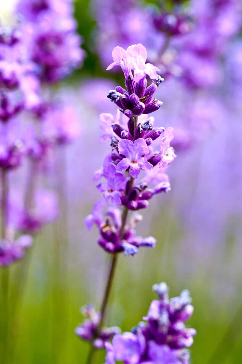 English Lavender | Wildflower Seeds | BBB Seed