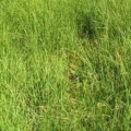 Lush green low maintenance grass mix ideal for easy lawn care and durability.