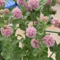 Showy Milkweed with pink flowers and broad green leaves, native to North America, attracts pollinato.