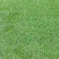 Lush green perennial ryegrass turf for durable lawns.