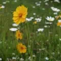 Low Maintenance Grass and Wildflowers