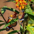 Monarch butterflies on vibrant Bloodflower (Asclepias curassavica) with colorful blooms.