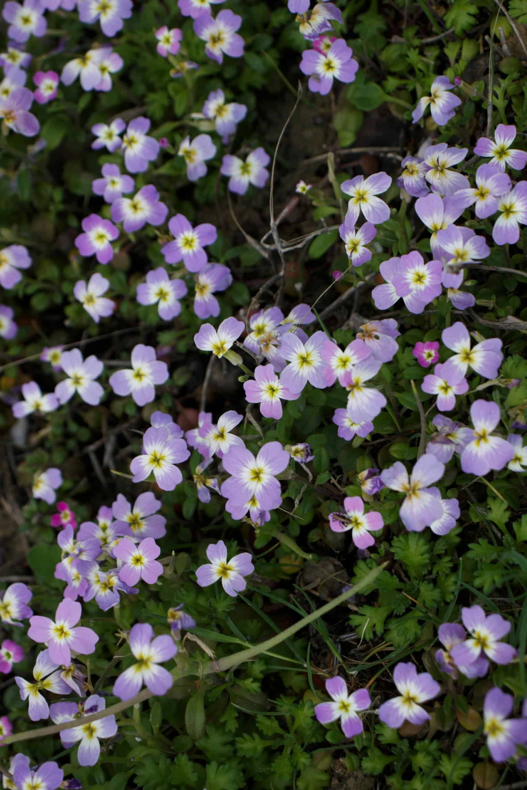 Virginia Stock – Malcolmia maritima | BBB Seed