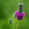 Purple Prairie Clover flower with vibrant purple blooms and a bee collecting nectar.