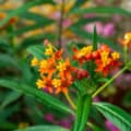 Bright orange and yellow Bloodflower milkweed plant with green foliage.