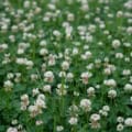 White Dutch Clover ground cover with small white flowers and green leaves.