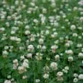 White Dutch Clover ground cover with small white flowers and green leaves.