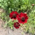 red coreopsis