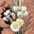 Native California wildflower Calochortus nuttalli in bloom.
