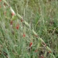 Sideoats Grama Bouteloua curtipendula in natural prairie setting.