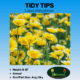 Tidy Tips label