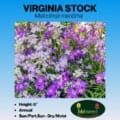 Virginia stock image