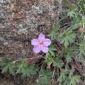 Wild Geranium viscosissimum flower with green foliage and rocky background.