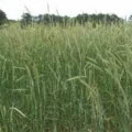 Winter Rye - Secale cereale for cover cropping and grain farming.