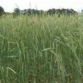 Winter Rye - Secale cereale for cover cropping and grain farming.